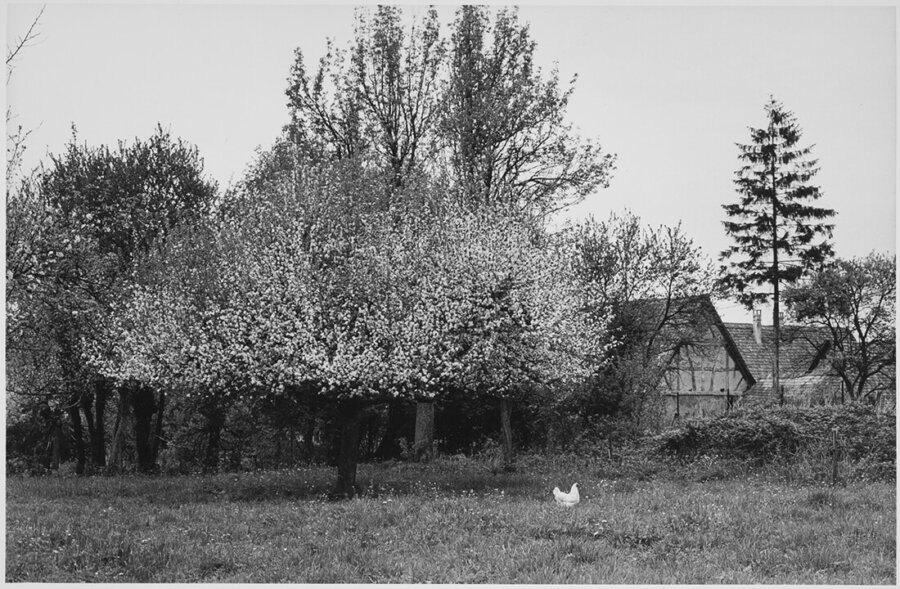 Arbre en fleurs et poule blanche à l'arrière d'une maison