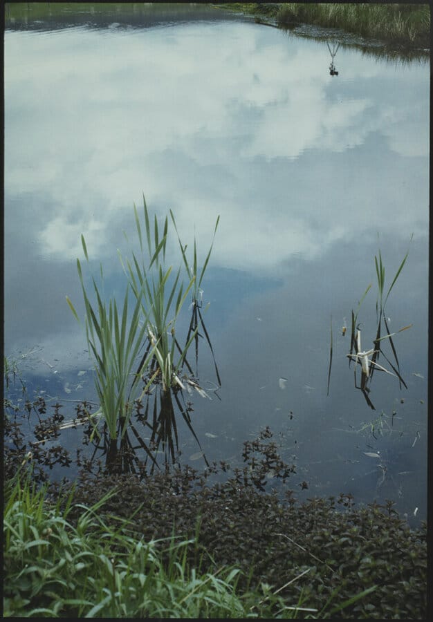 Vue d’une étendue d’eau et des herbes alentours