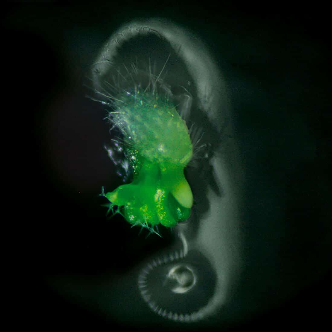 Ectogeneses. Plant-Human Monsters