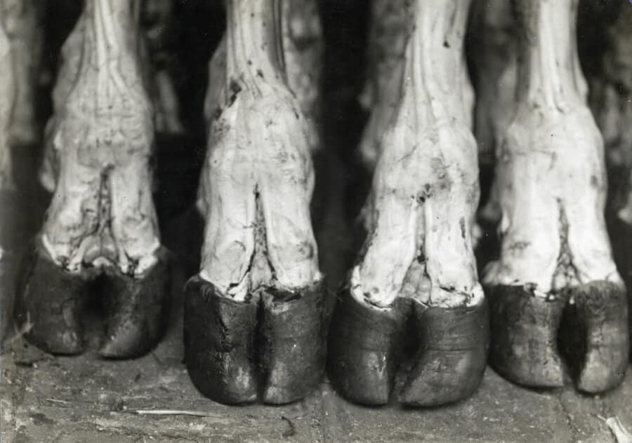 La Viande