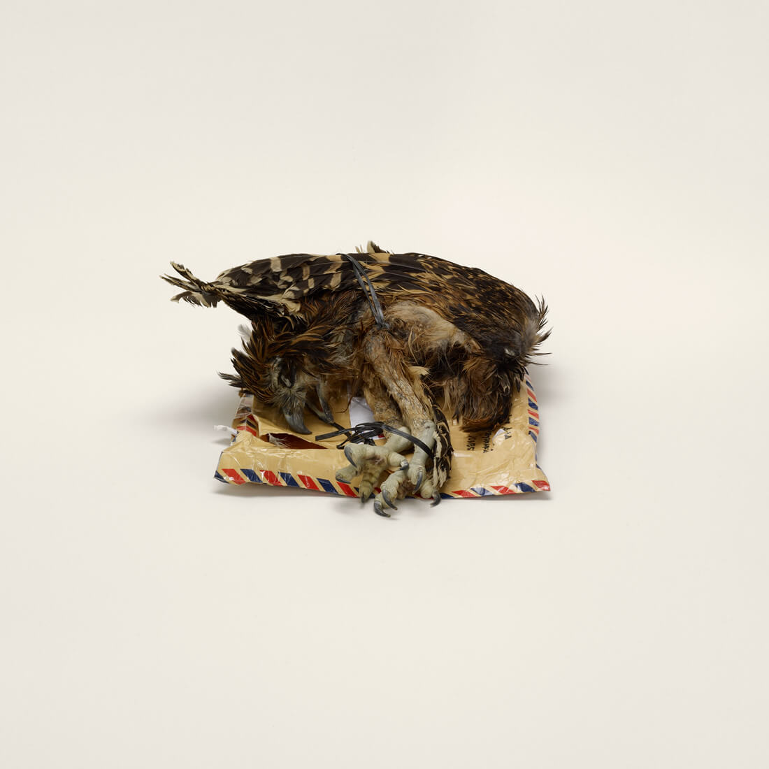 Bird corpse, labeled as home décor, Indonesia to Miami, Florida (prohibited)