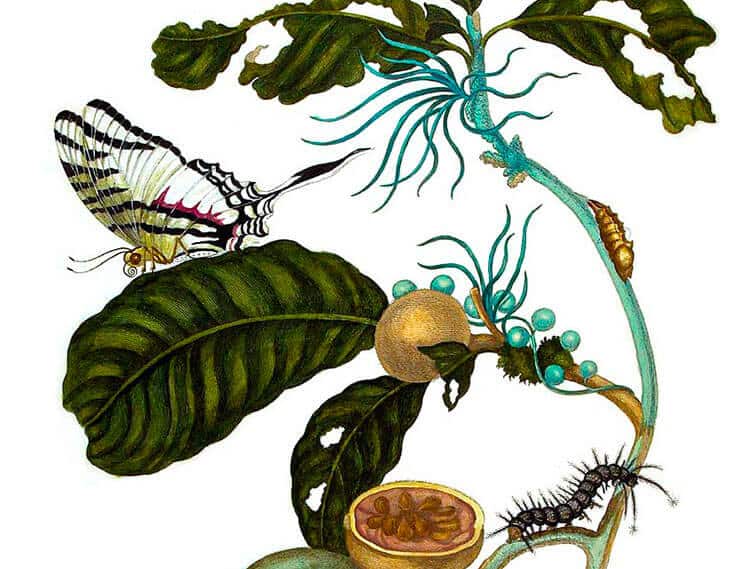 Jeu scientifique : Des insectes et des plantes