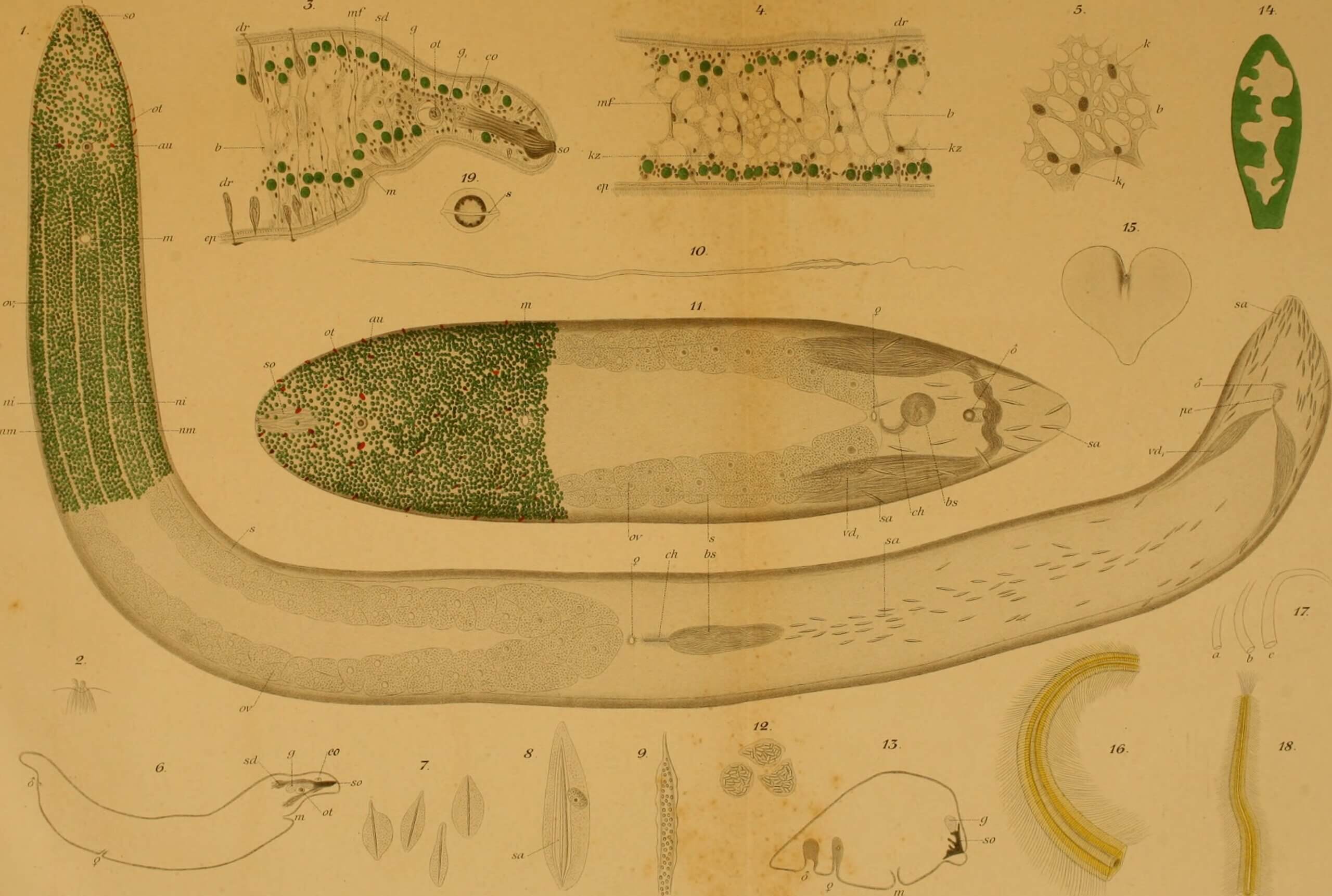 Ludwig von Graff (1851-1924) and Gottlieb b. Haberlandt (1854-1945), <em>The organization of the Turbellaria Acoela</em>. With an appendix on the structure and importance of the chlorophyll cells of <em>Convoluta roscoffensis</em>.