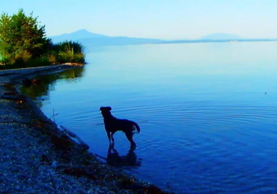 <em>Adieu au langage</em>, Jean-Luc Godard, 70 minutes, 2014