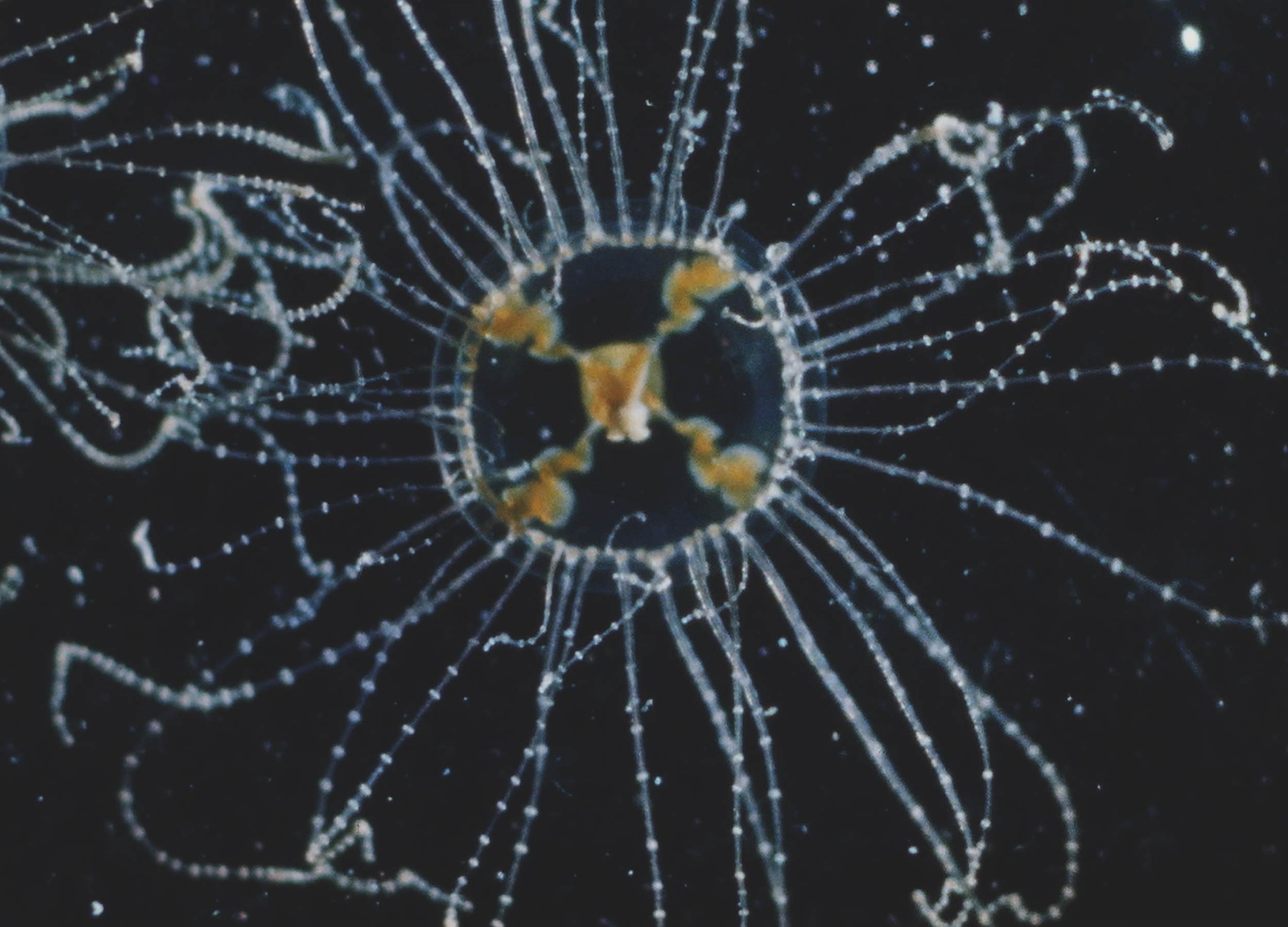 Photogrammes du film Méduses hydrozoaires d'espèce différentes