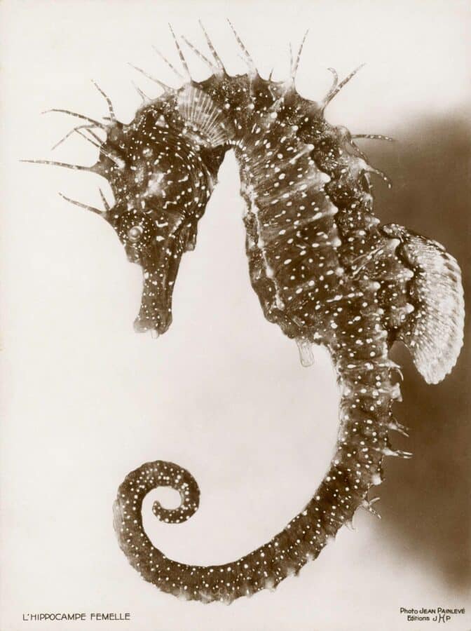 Hippocampe femelle