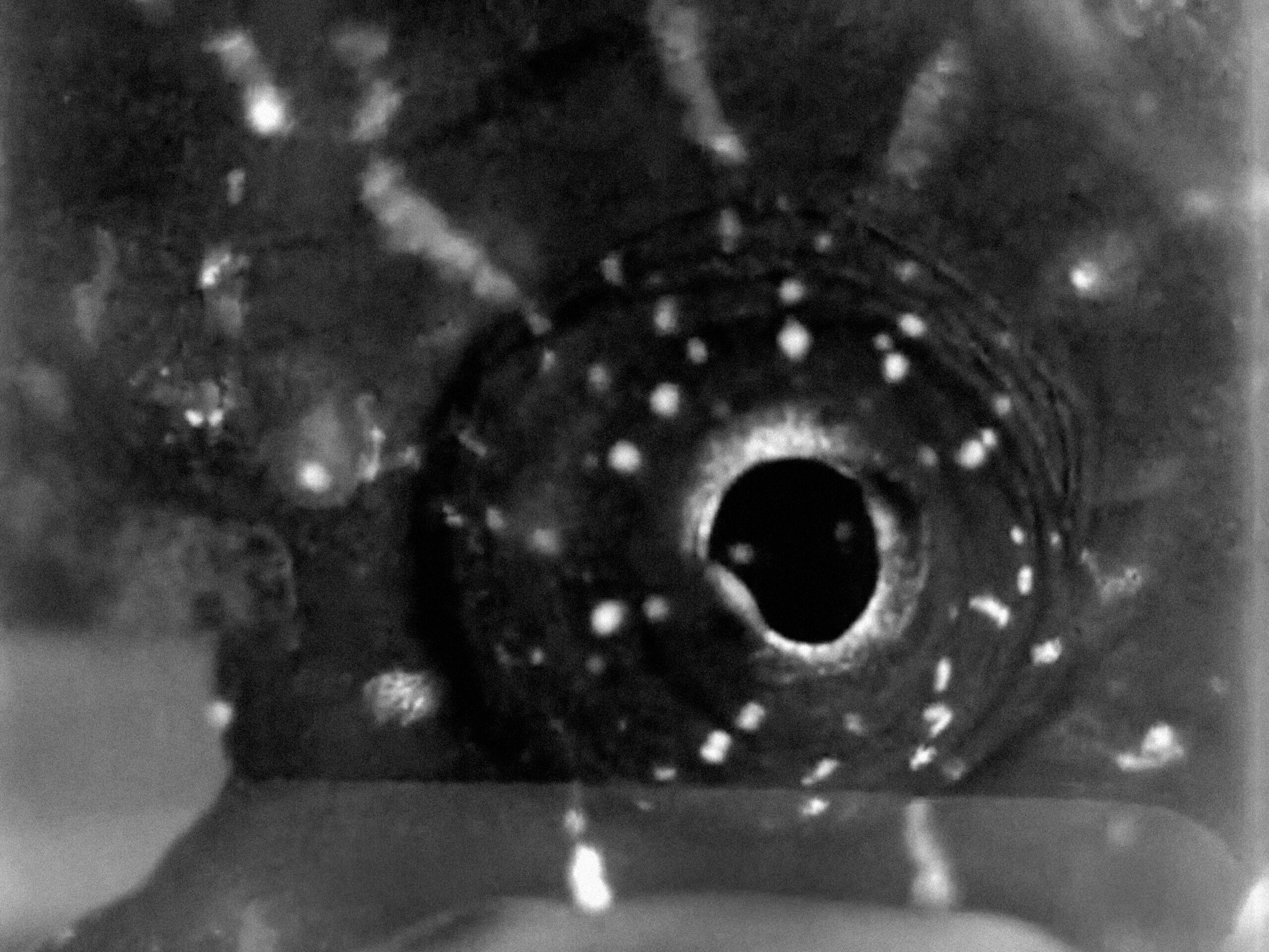 Jean Painlevé, photogramme extrait du film <em>L'hippocampe</em>,1934, 13'45'', noir et blanc. Réalisation : Jean Painlevé. Copyright Les Documents Cinématographiques, Paris.