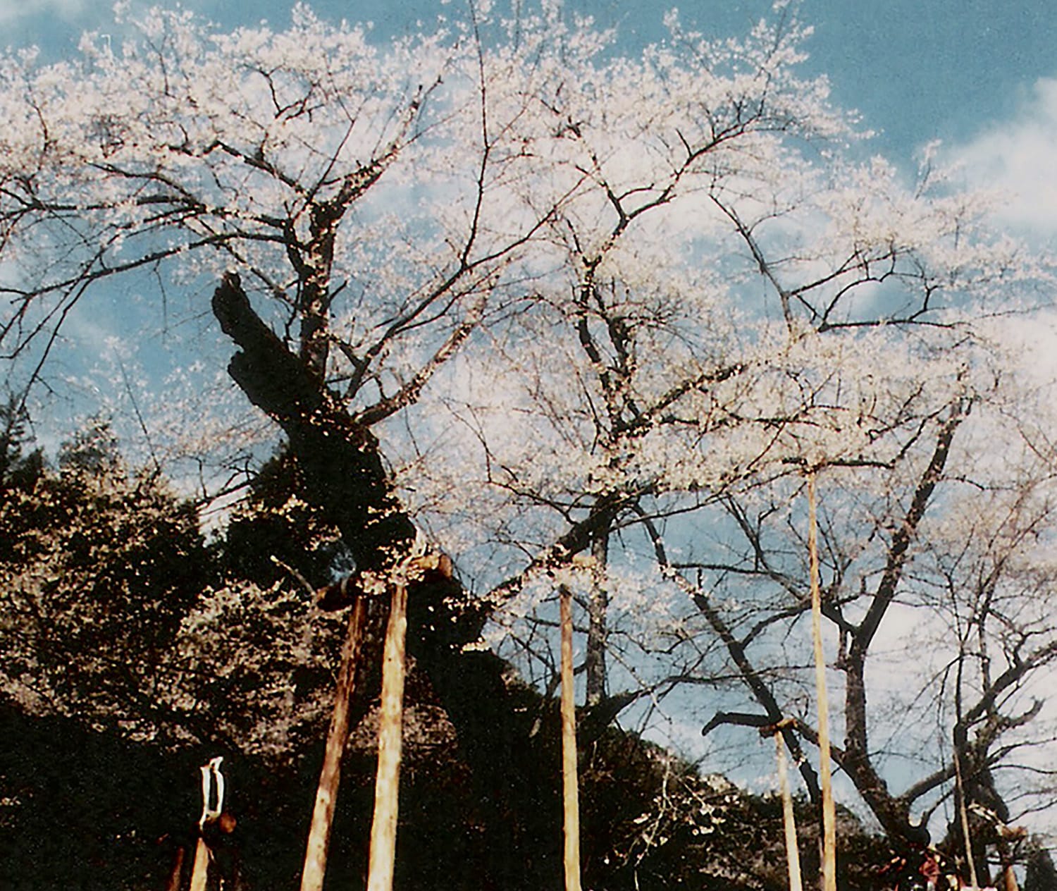 <em>Usuzumi no sakura | Le cerisier à fleurs grises</em>
