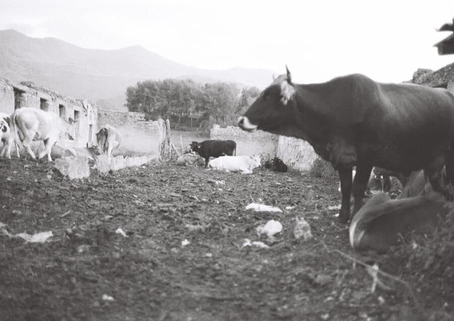 Série “Modern Animal”, 2020 © Yevgenia Belorusets