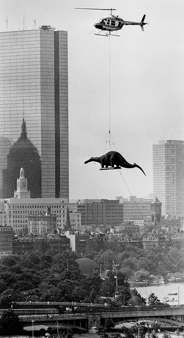 July 4, 1984 Boston. A brontosaurus replica is transported via helicopter across the Charles River to the Museum of Science. Photo by Arthur Pollock