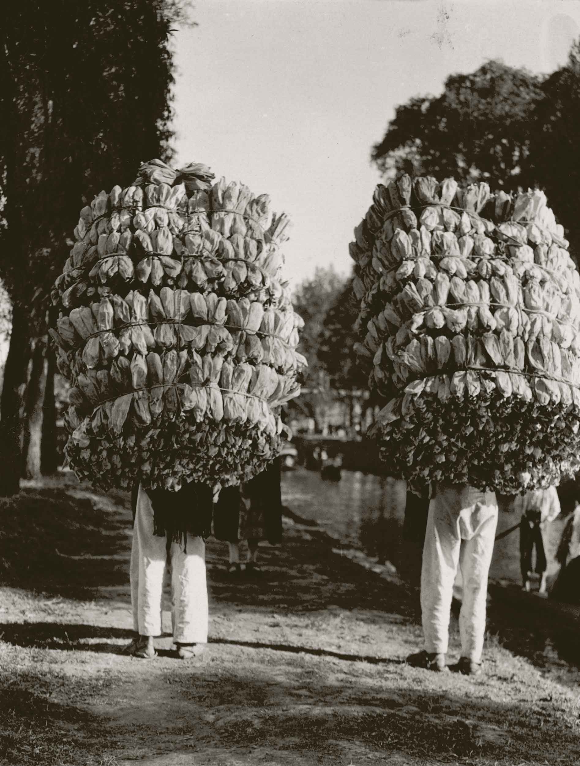 Untitled (Indians Carrying Loads of Corn Husks for the Making of “Tamales”),