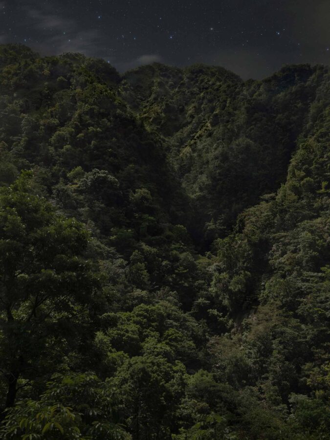 Forêt-ancêtres [Les Nocturnes]