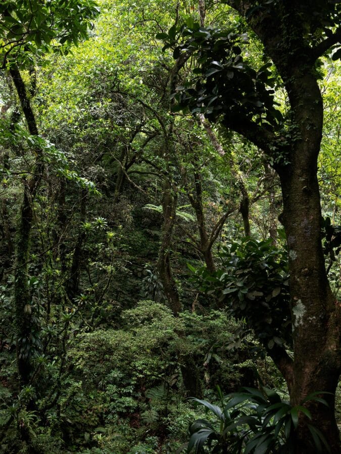 Forêt-ancêtres