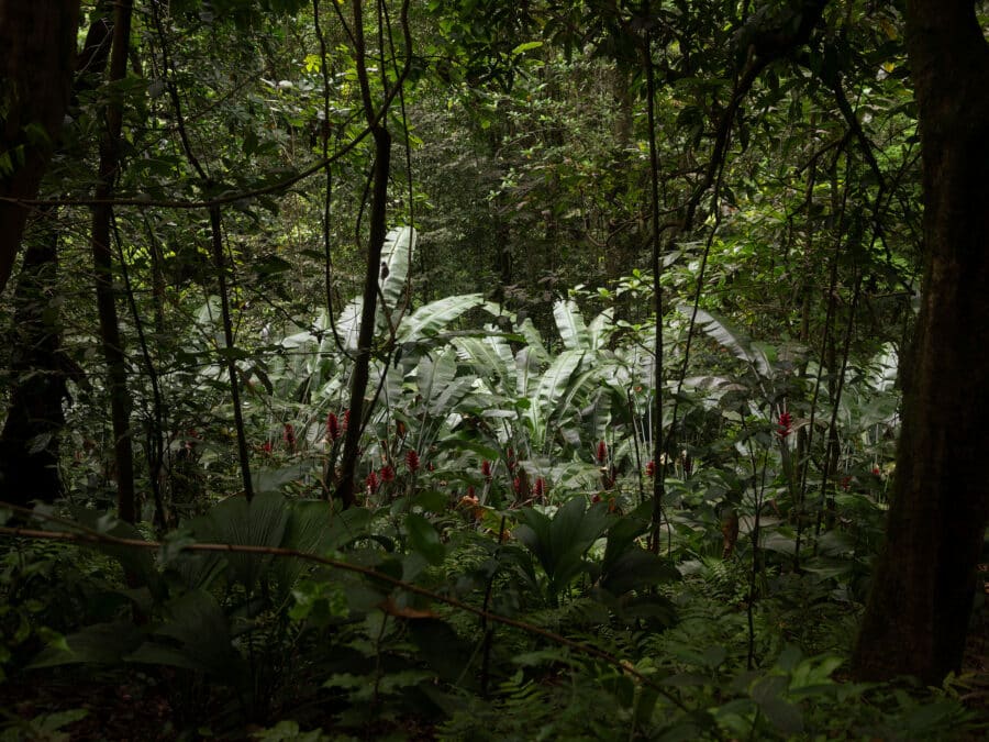 Forêt-ancêtres